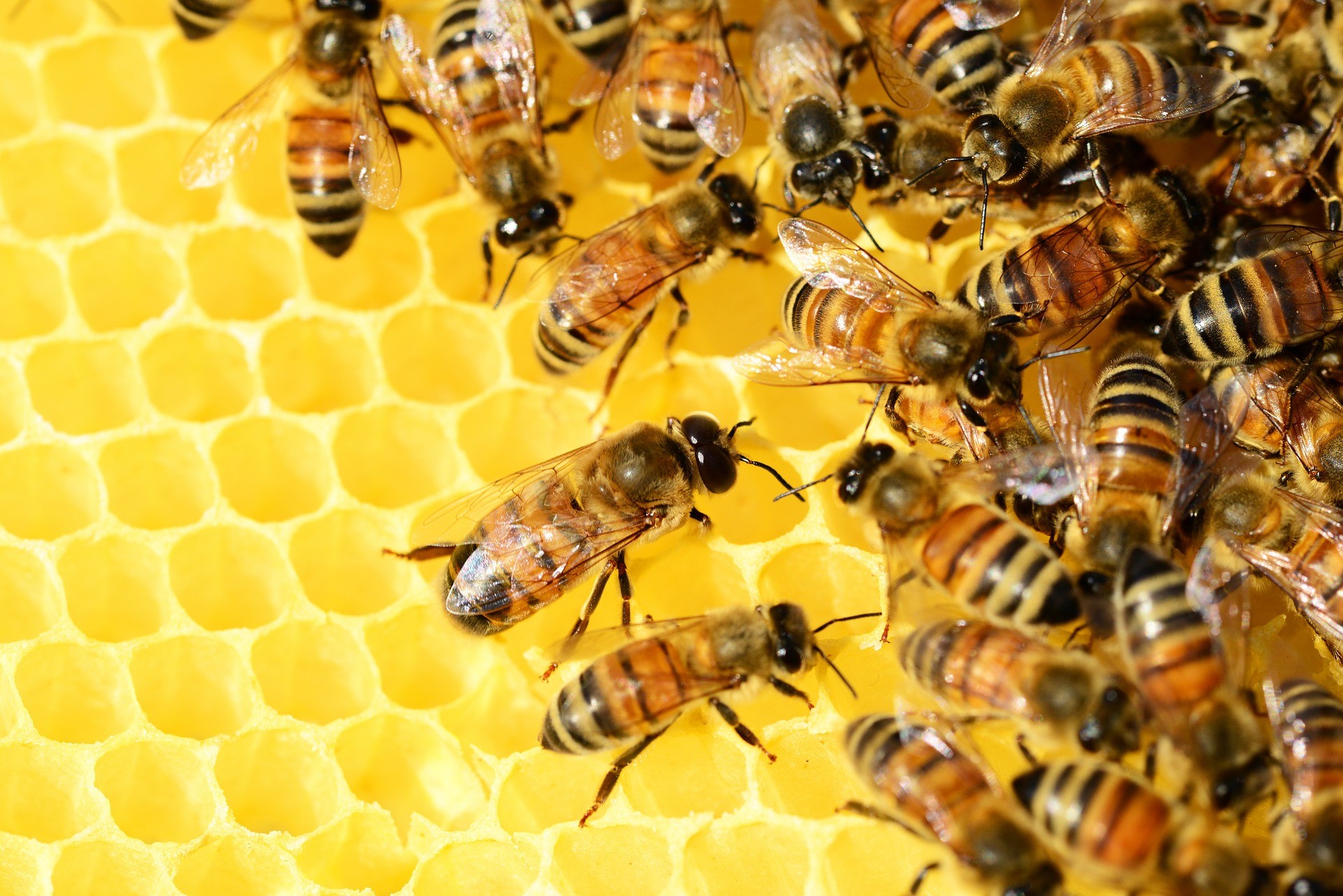 slika čebele.jpg